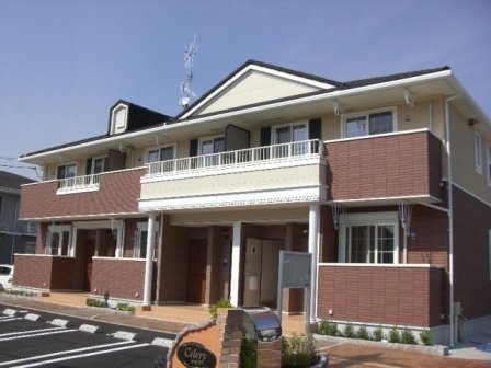 セロリーの外観